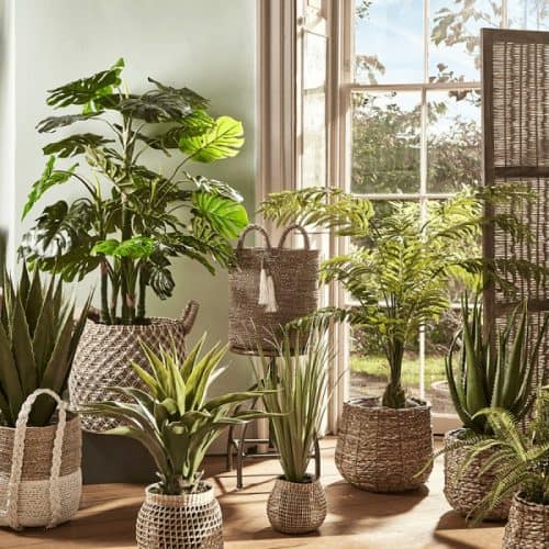 Cox and Cox faux plants
