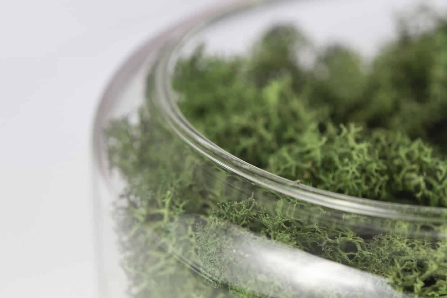 Briiv air purifier full of moss