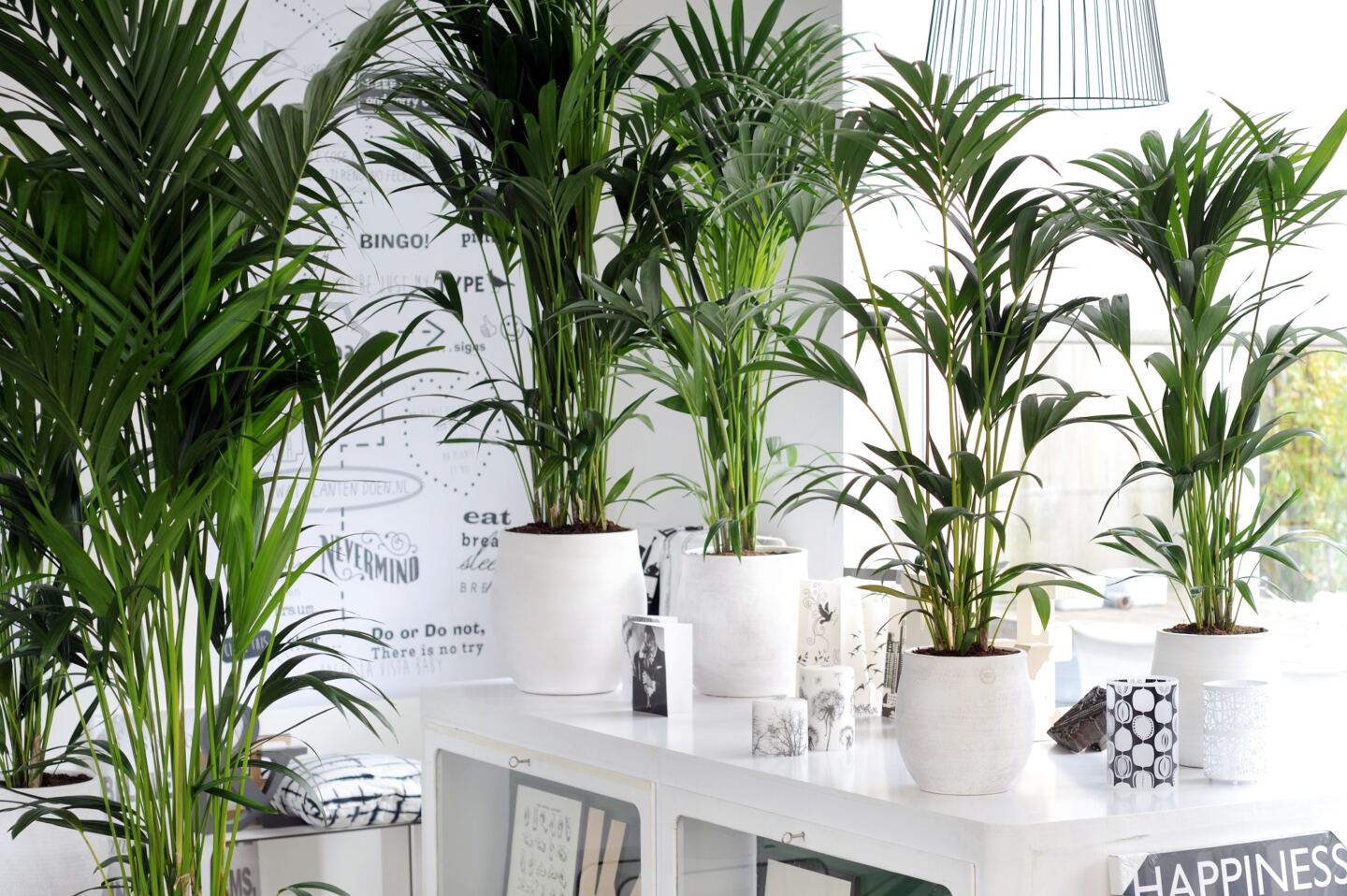 Potted houseplants on a display cabinet in a white room 
