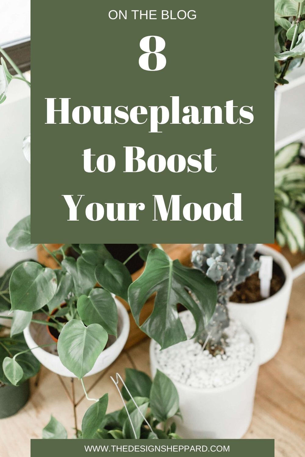 8 Houseplants to boost your mood