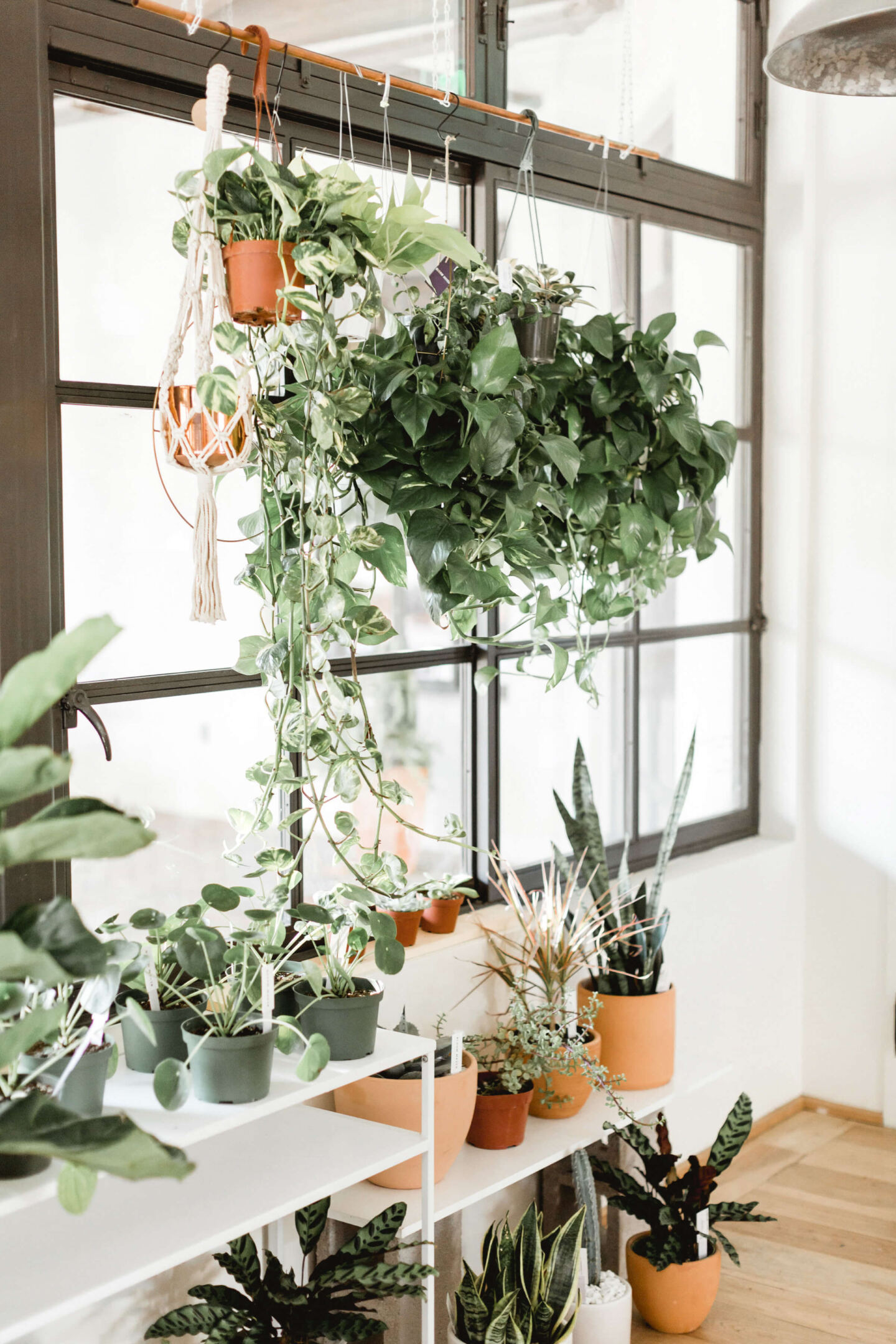 Houseplants suspended in front of a window and placed on shelving below the window