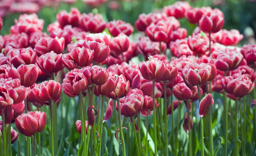 A close up of dark pink Monte Carlo double tulips in a field.