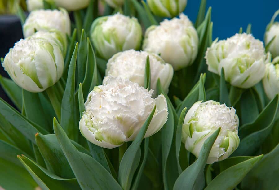A bunch of white Snow Crystal double tulips