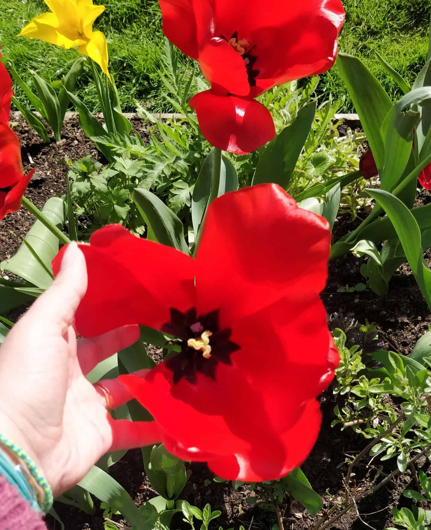 A hand holding a large red tulip flower