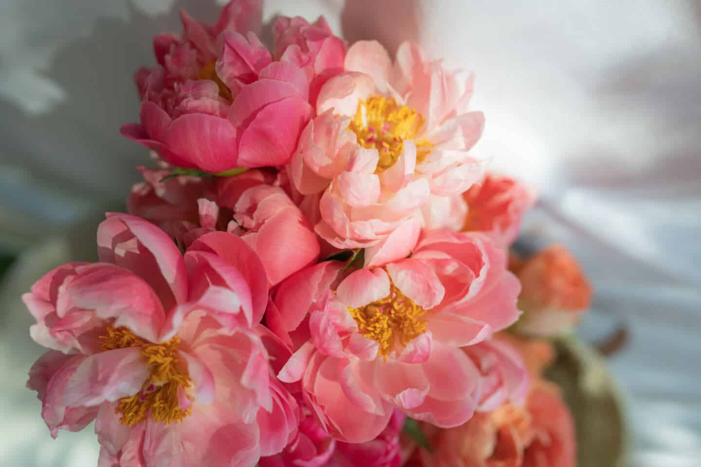 A close up of pink peony flowers