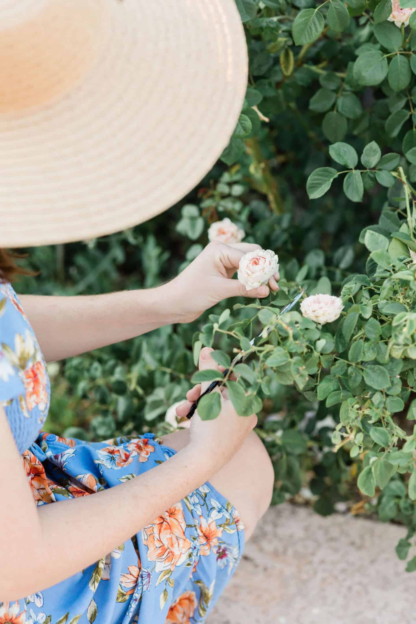 A woman in a floaty blue dress and straw hat prunning white roses in the garden