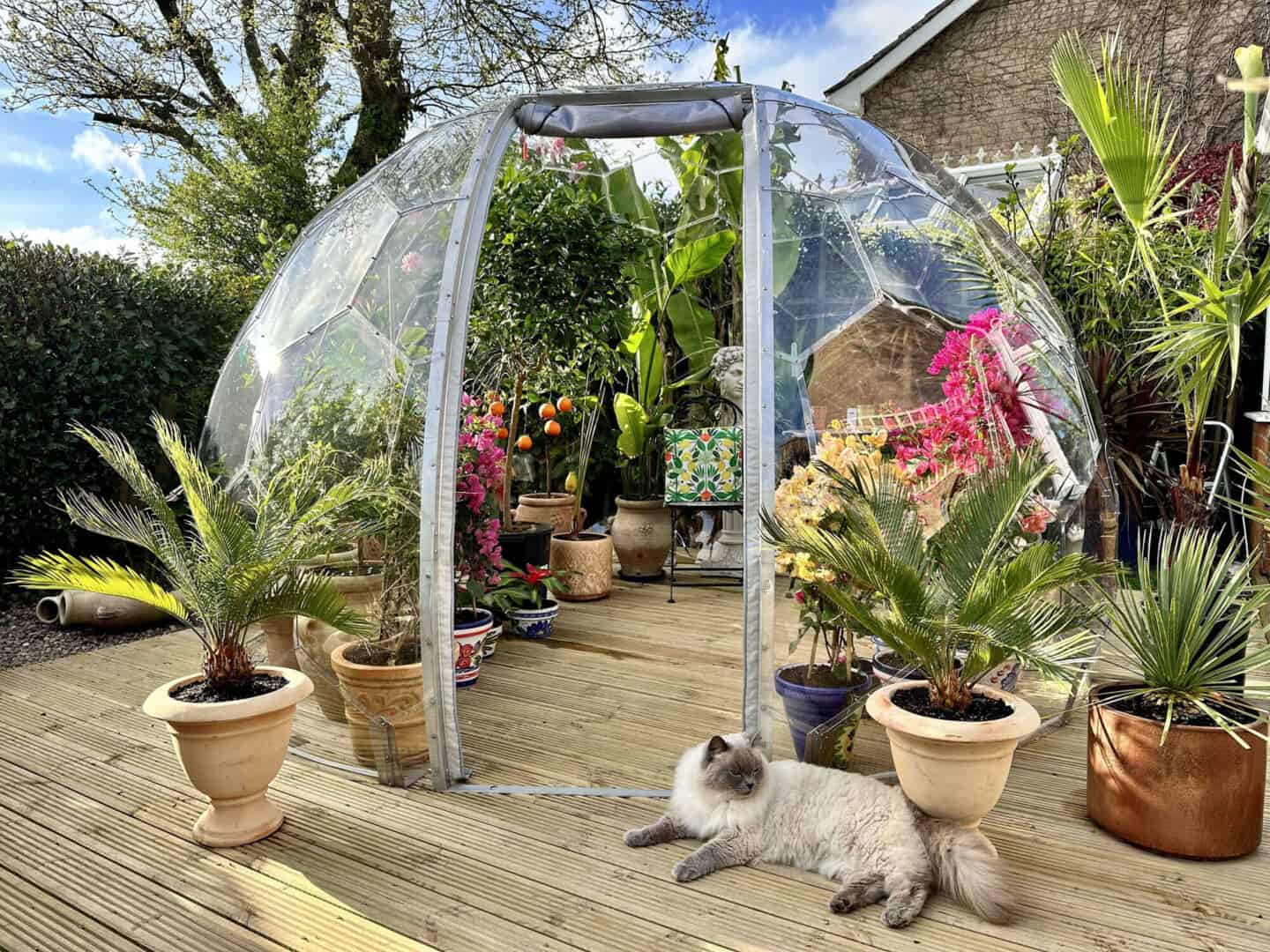 A garden dome full of plants and small trees with a cat sitting outside on the decking